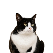 Schwarz Weisse Katze