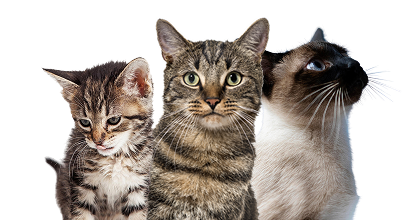 Cosycat Group